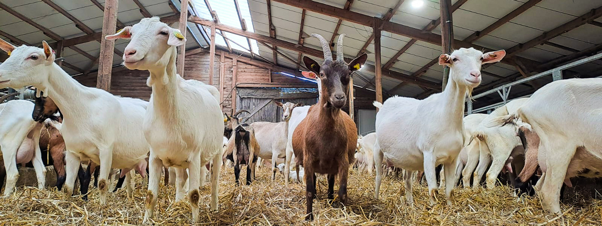 KI generiert: Ziegen stehen in einem Stall auf Stroh. Im Vordergrund hebt sich eine braune Ziege hervor.