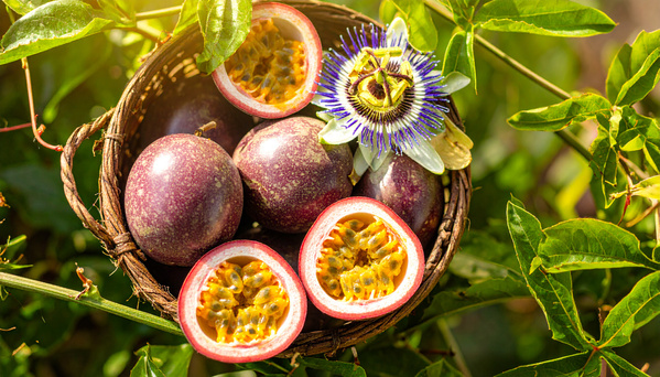 KI generiert: Korb mit Passionsfrüchten und einer Passionsblume, umgeben von grünen Blättern.