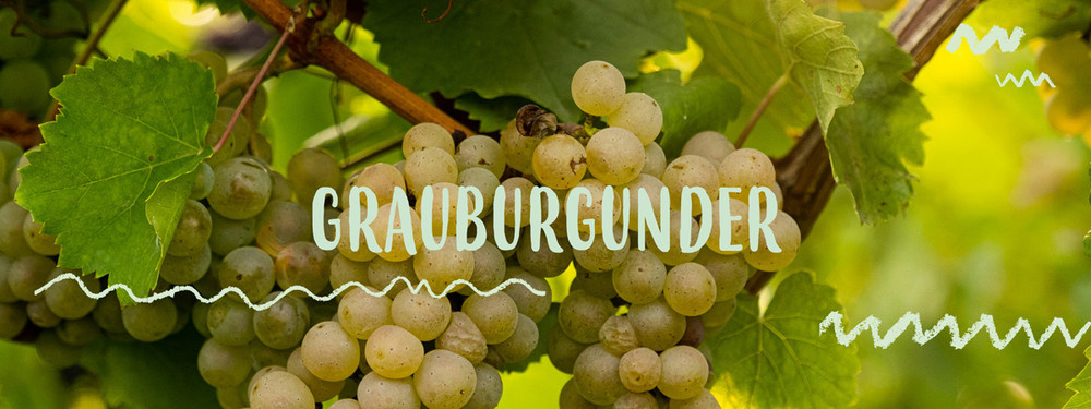 KI generiert: Weintrauben am Rebstock. Text: "Grauburgunder".