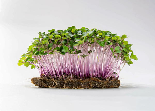 Produktfoto zu Krauz - Purple Kohlrabi-Keimlinge