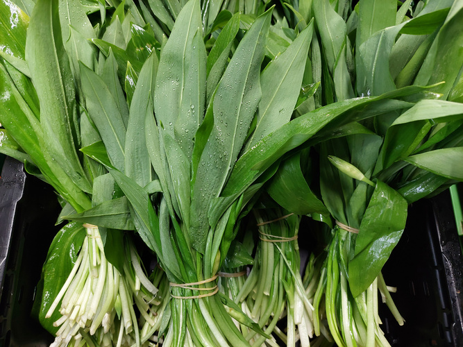 Mehrere Bündel frischen Bärlauch mit Wassertropfen.