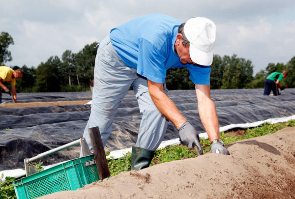 KI generiert: Ein Mann in blauer Kleidung arbeitet auf einem Feld mit Gemüse und mehreren Plastikplanen.