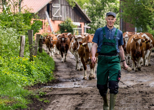 KI generiert: Ein Landwirt führt Kühe auf einem Bauernhof entlang eines Weges.