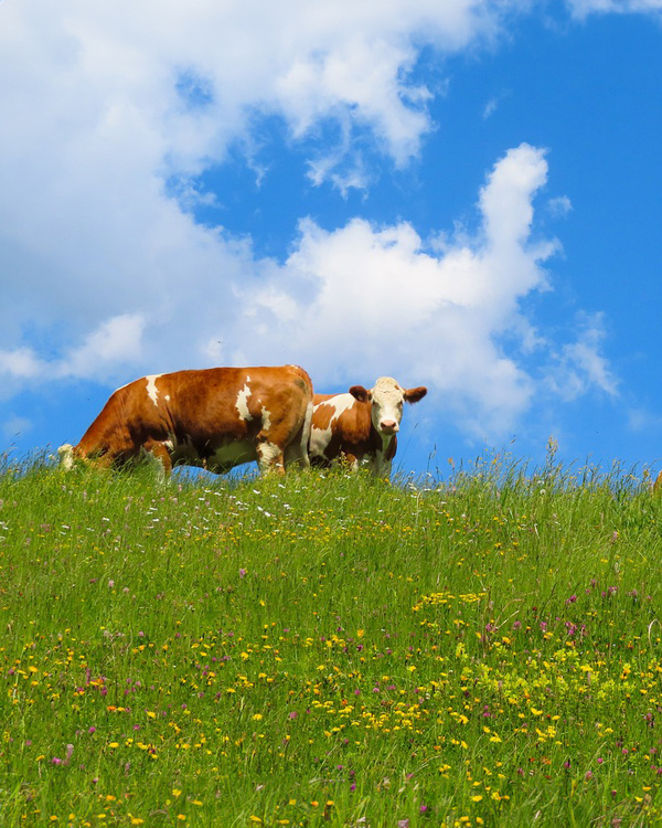 Kühe Blumenwiese