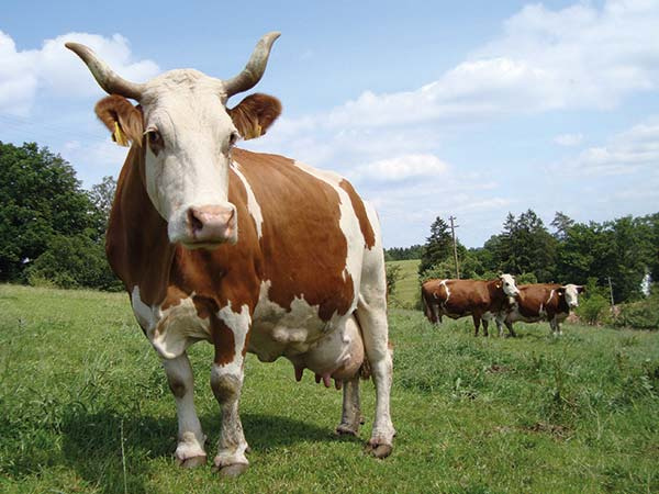 KI generiert: Kuh auf einer Wiese mit weiteren Kühen im Hintergrund unter blauem Himmel.