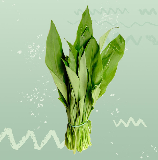 KI generiert: Ein Bündel grüner Bärlauchblätter vor einem mintgrünen Hintergrund.