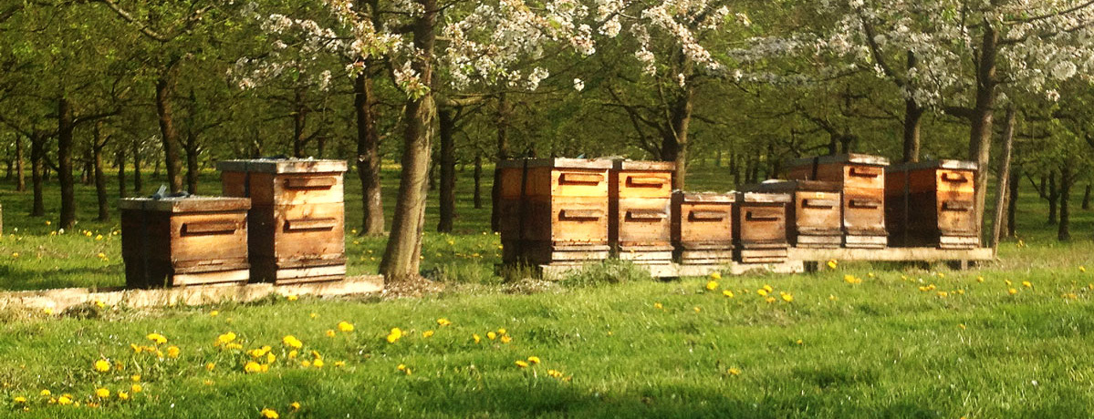 Bienenstöcke Josef Dühnen