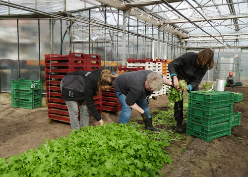 Stielmus Nahaufnahme