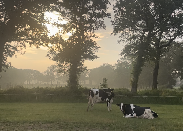 KI generiert: Zwei Kühe weiden auf einer Wiese bei Sonnenuntergang, umgeben von Bäumen.