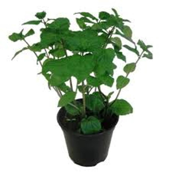 Produktfoto zu Minze im Topf