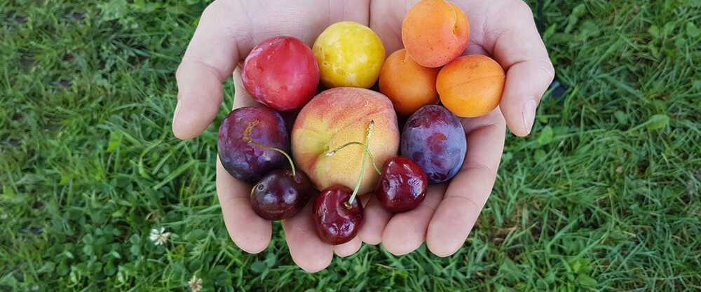KI generiert: Das Bild zeigt eine bunte Auswahl an frischem Obst und Gemüse, darunter Trauben, Paprika, Grapefruit und Tomaten, begleitet von dem Schriftzug "Fit ins neue Jahr". Es vermittelt eine Botschaft der gesunden Ernährung zum Jahresbeginn.