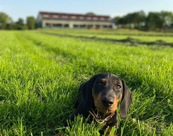 KI generiert: Ein Hund liegt auf einer grünen Wiese mit einem Gebäude im Hintergrund.