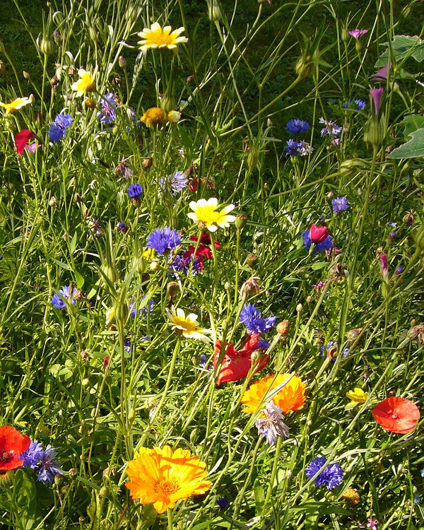 Wildblumenwiese