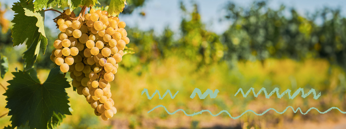 Header Weinberg helle Trauben