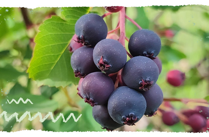 Felsenbirne Früchte