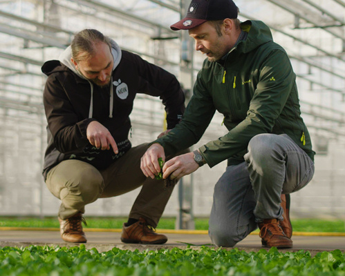 KI generiert: Zwei Personen inspizieren Pflanzen in einem Gewächshaus.