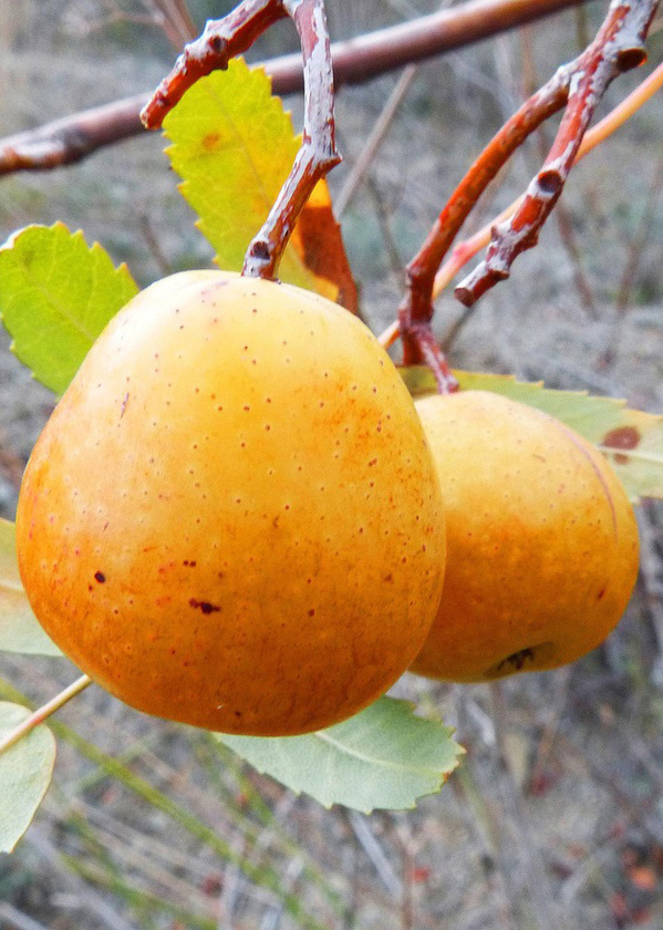 KI generiert: Zwei gelbe Früchte an einem Ast mit grünen Blättern.