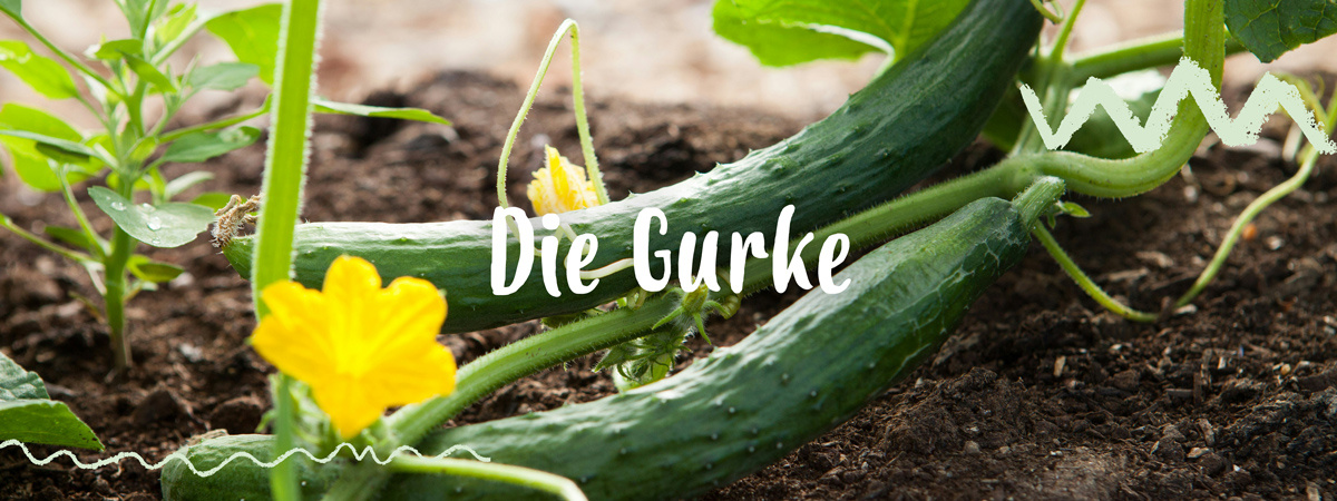 grüne Paprika am strauch