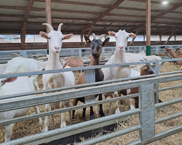 In einem Stall stehen drei Ziegen neugierig hinter einem Metallgitter.