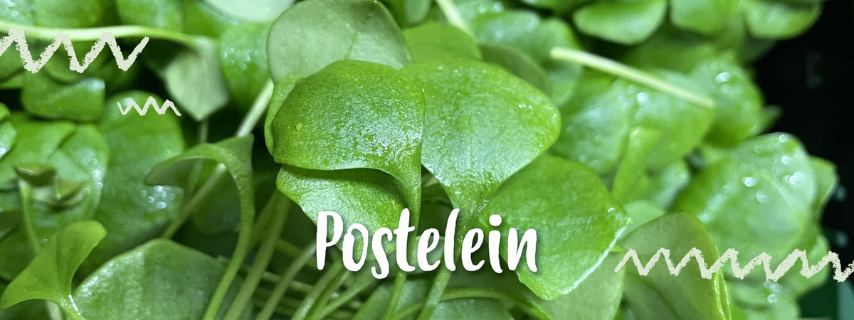 Postelein