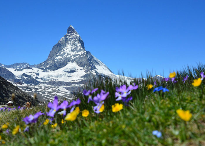 KI generiert: Blühende Bergwiese mit Hintergrund des schneebedeckten Matterhorns unter blauem Himmel.