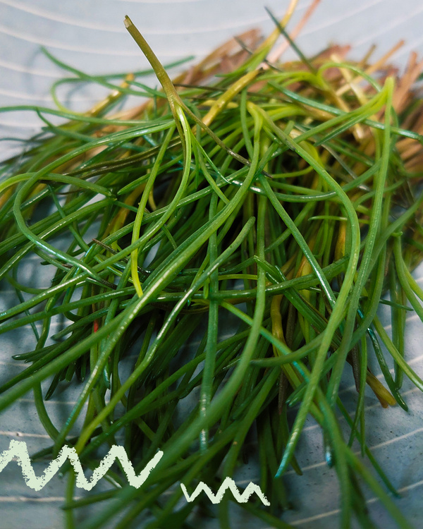 KI generiert: Ein Bündel langer grüner Grashalme auf einem Teller.