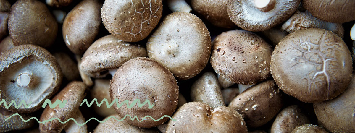 Header Shiitake Pilze