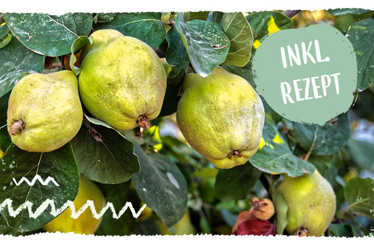 Nahaufnahme von Quitten am Baum. Text: "INKL. REZEPT".