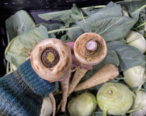 KI generiert: Hand hält zwei Pastinaken vor einem Hintergrund mit Kohlrabi.