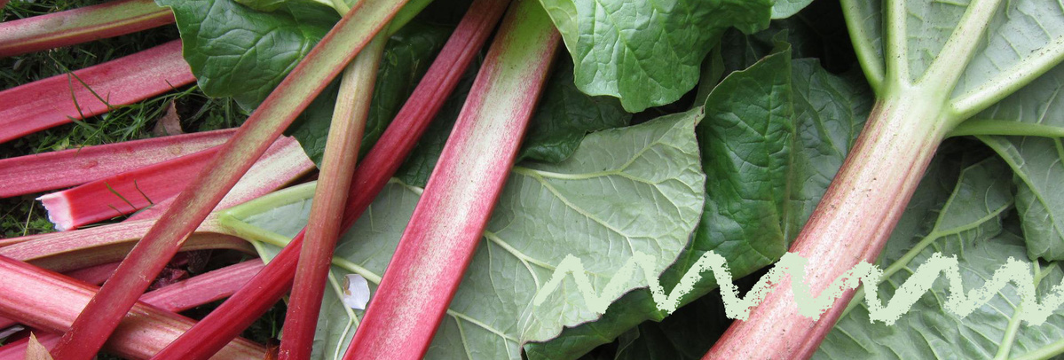 KI generiert: Rhabarberstängel und Blätter liegen übereinander; sie sind frisch geerntet.