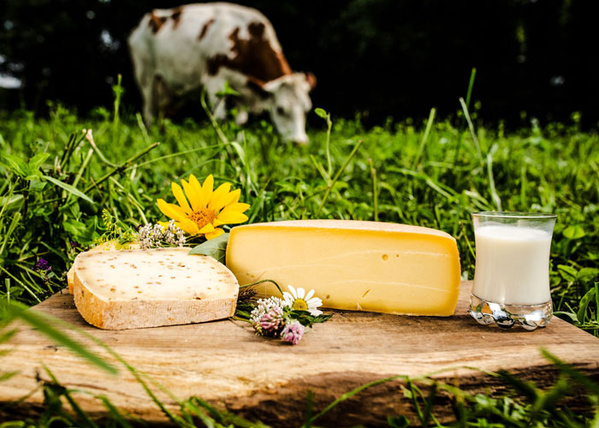 Scherhorn Käse Wiese mit Kuh