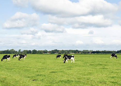 Kühe Wiese Hof Butendiek