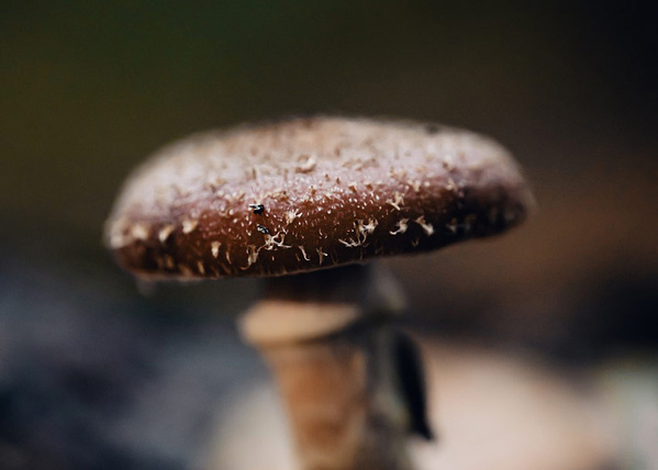 Shiitake Pilze Kappe