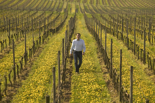 Philipp Wiitmann im Weinberg