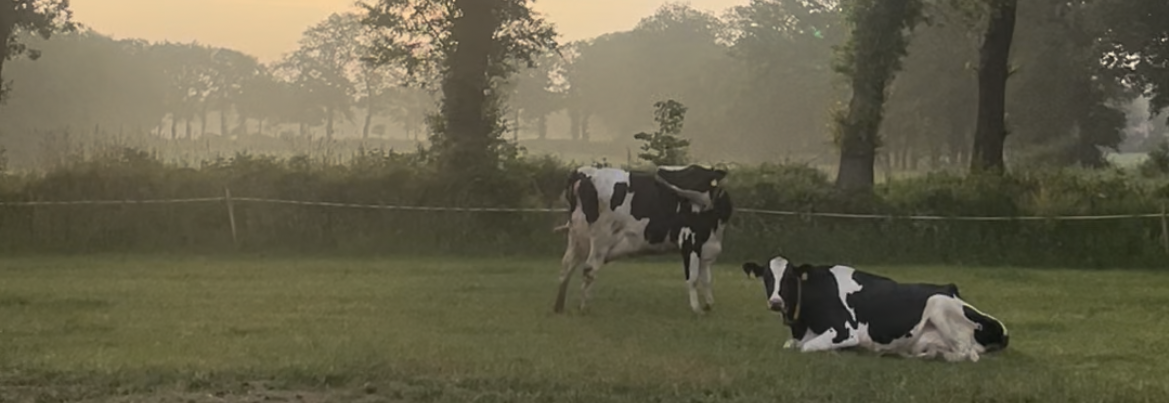KI generiert: Zwei Kühe auf einer grünen Wiese, umgeben von Bäumen in nebliger Landschaft.