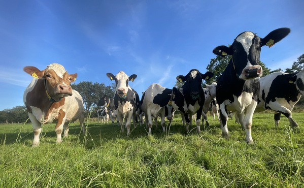 KI generiert: Kühe stehen auf einer grünen Weide unter blauem Himmel.