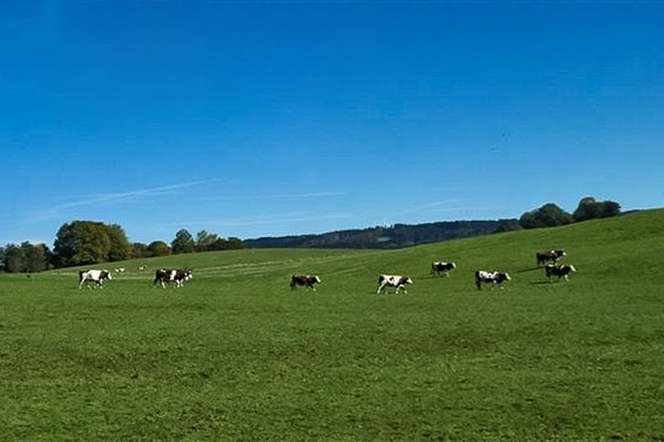 KI generiert: Grüne Weide mit mehreren Kühen unter klarem, blauem Himmel.