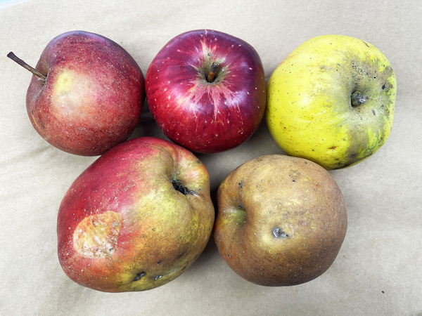 Platt Soeten Äpfel mit Schalenfehler und Rost
