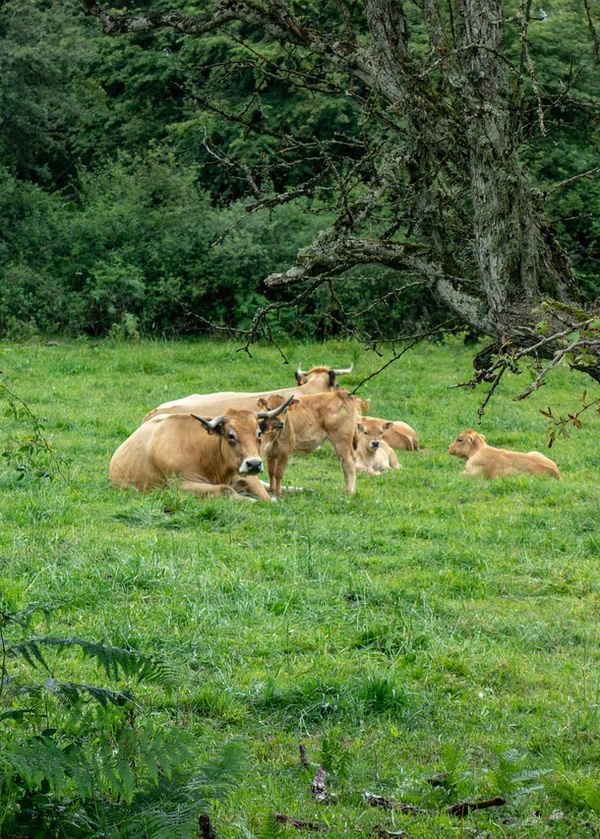 Kühe Auvergne Wiese