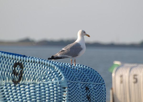 Möwe auf Strandkorb