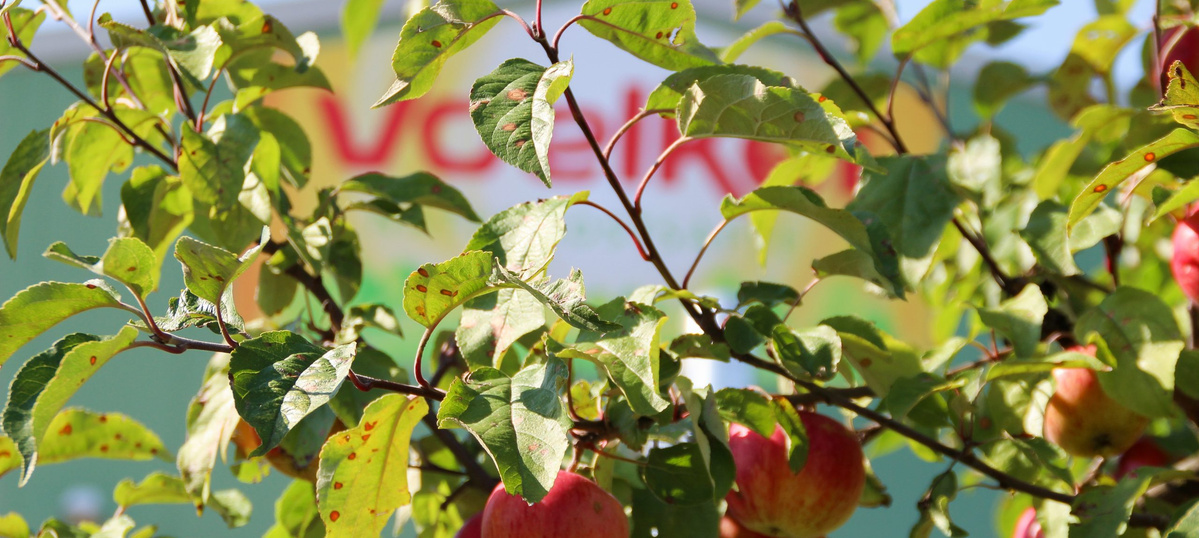 KI generiert: Ein Apfelbaum mit reifen Äpfeln im Vordergrund, verschwommener Hintergrund.