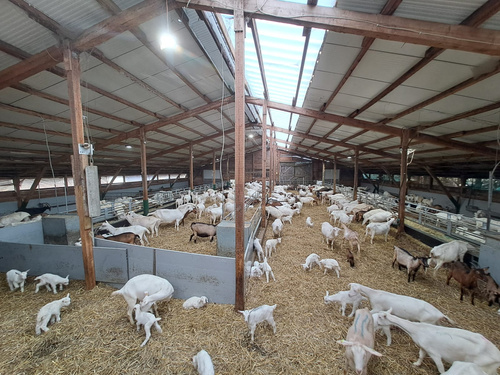 KI generiert: Innenansicht eines großen Stalles mit vielen Ziegen und Ziegenbabys auf Stroh.