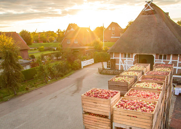 Apfelernte Hof