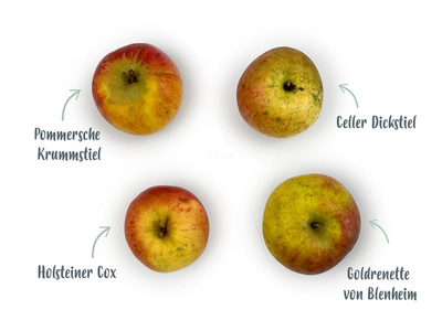 Produktfoto zu Alte Sorten - Tafeläpfel, ca. 1 kg