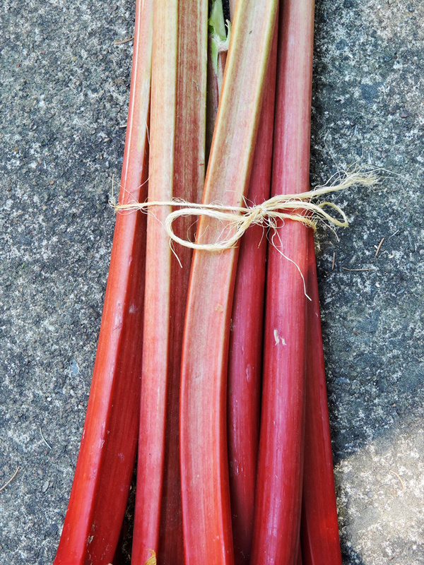KI generiert: Ein Bündel frischer Rhabarberstängel, mit einer Schnur zusammengebunden, liegt auf einem steinigen Untergrund.