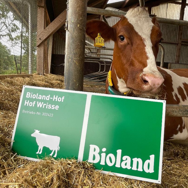 KI generiert: Eine Kuh im Stall neben einem Schild mit der Aufschrift: "Bioland-Hof Hof Wrisse, Betriebs-Nr. 302423".