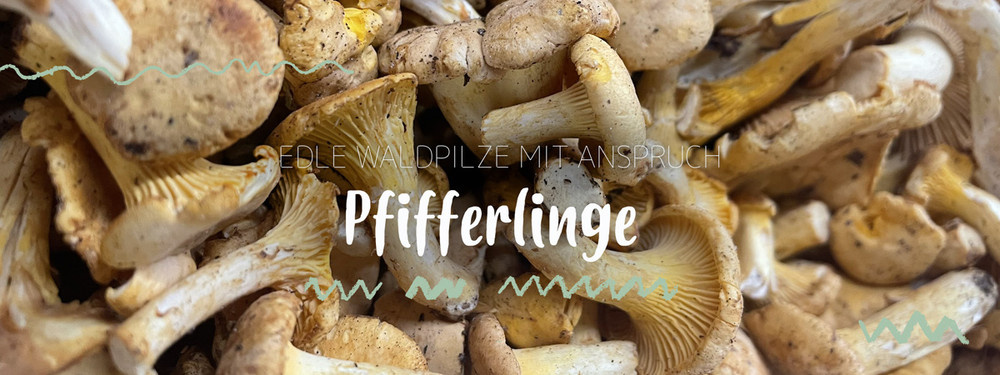 KI generiert: Pfifferlinge, Text: "Edle Waldpilze mit Anspruch - Pfifferlinge".