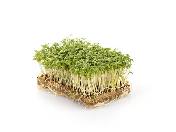 Produktfoto zu Kresse