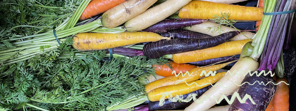 Möhrengrün an Bundmöhren