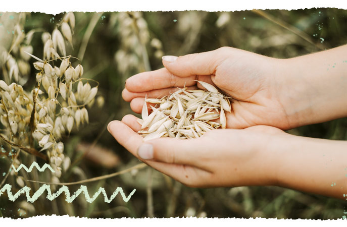 Hand mit Haferkörnern